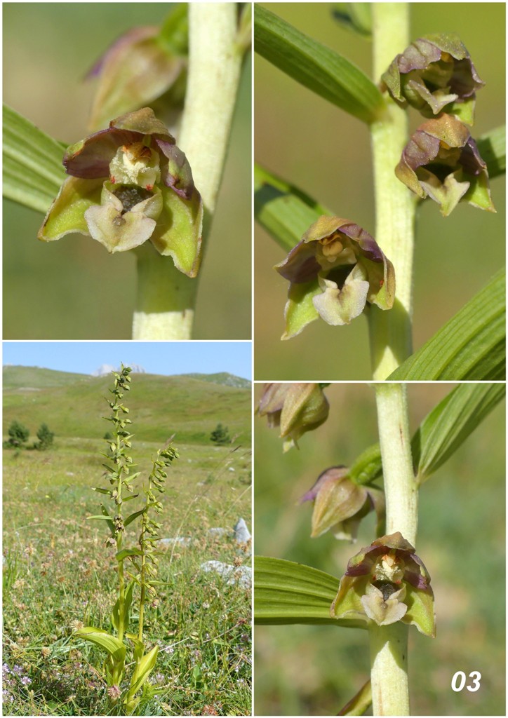 Epipactis da classificare: Campo Imperatore (AQ) luglio 2023.